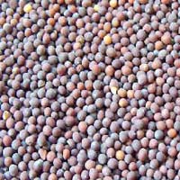 Mustard Seeds Manufacturer Supplier Wholesale Exporter Importer Buyer Trader Retailer in Unjha Gujarat India